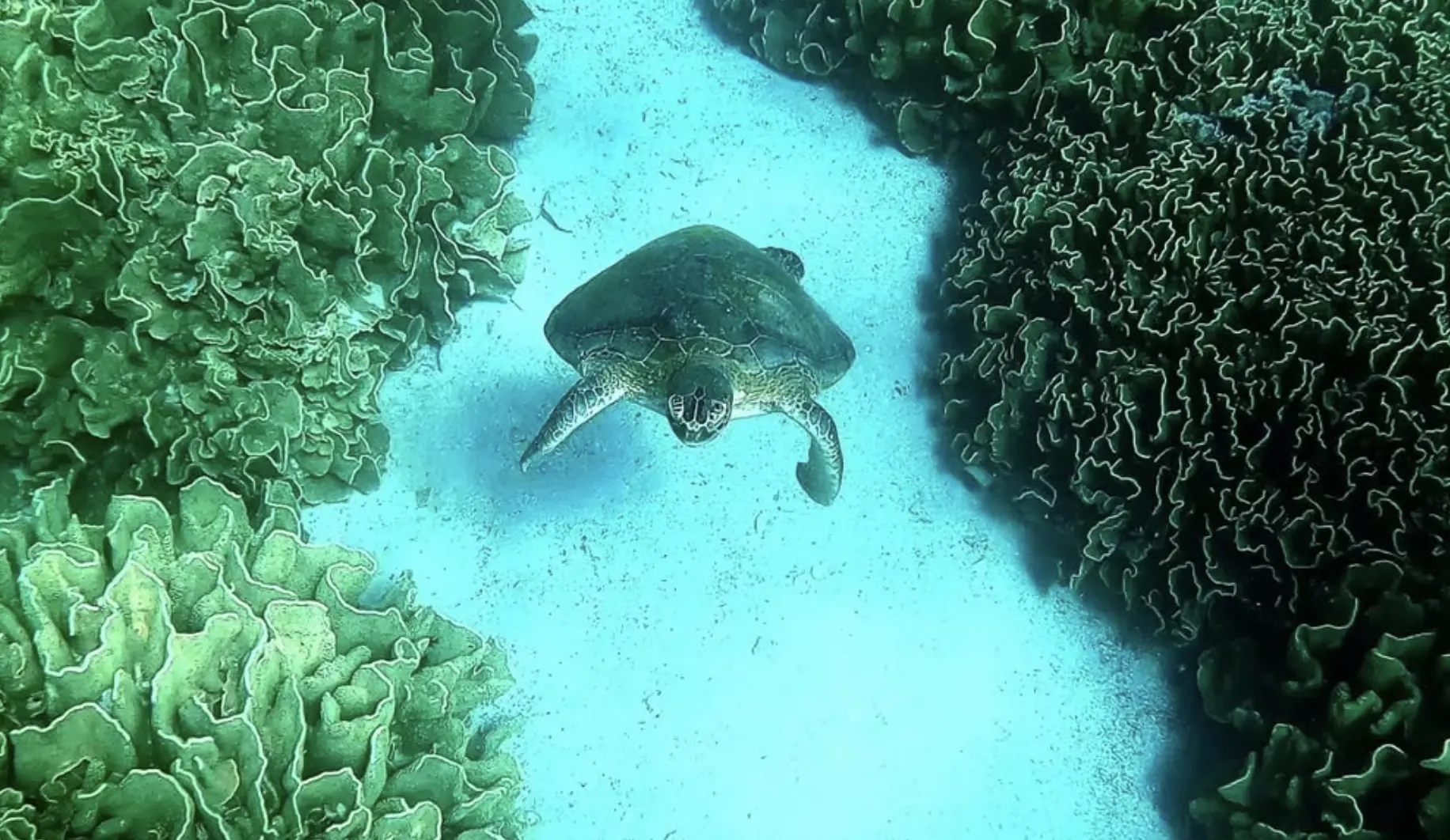 Shark Bay Marine Life