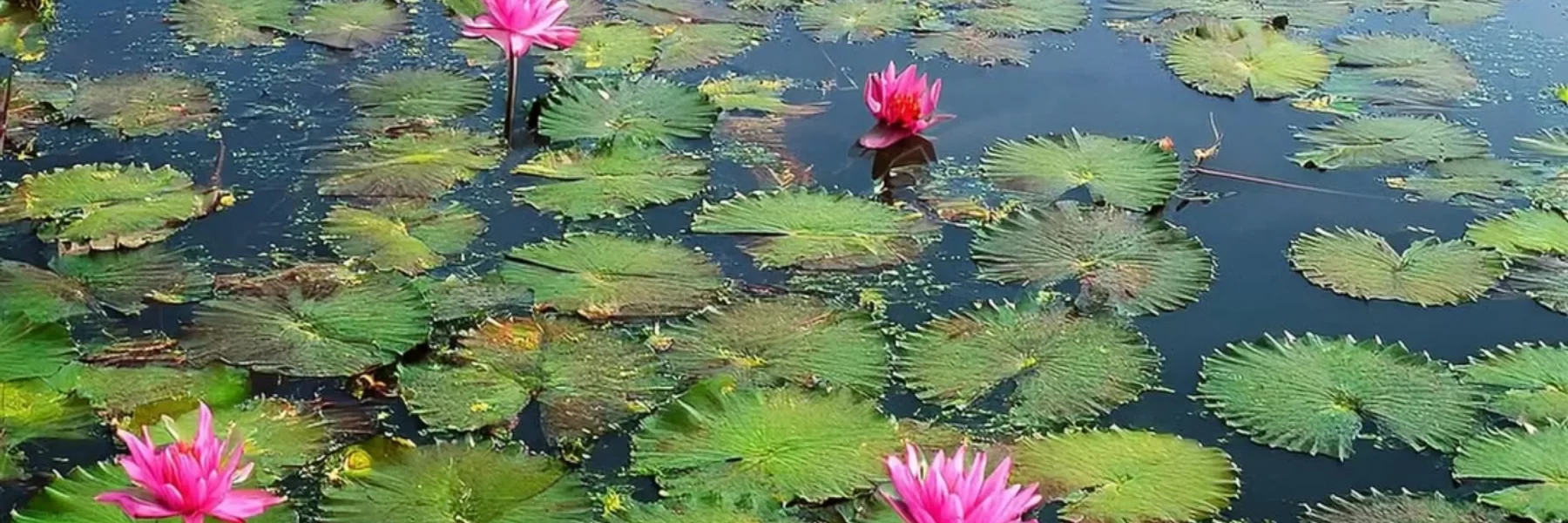 Kakadu National Park plants