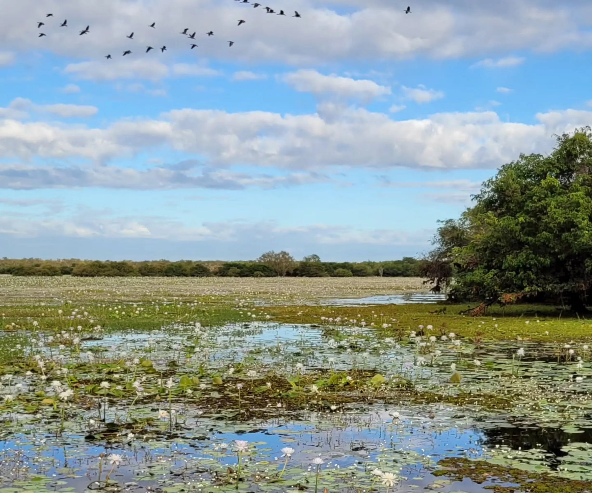 monsoon forests, Kakadu